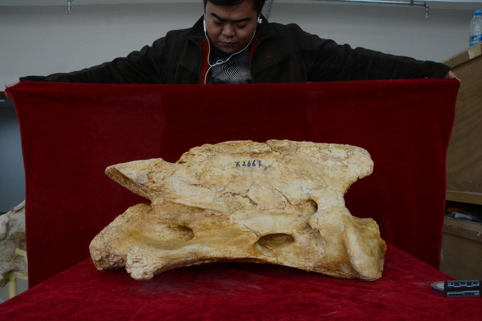 Ein chinesischer Forscher blickt auf die Überreste des Riesennashorns, die im Nordwesten des Landes gefunden wurden