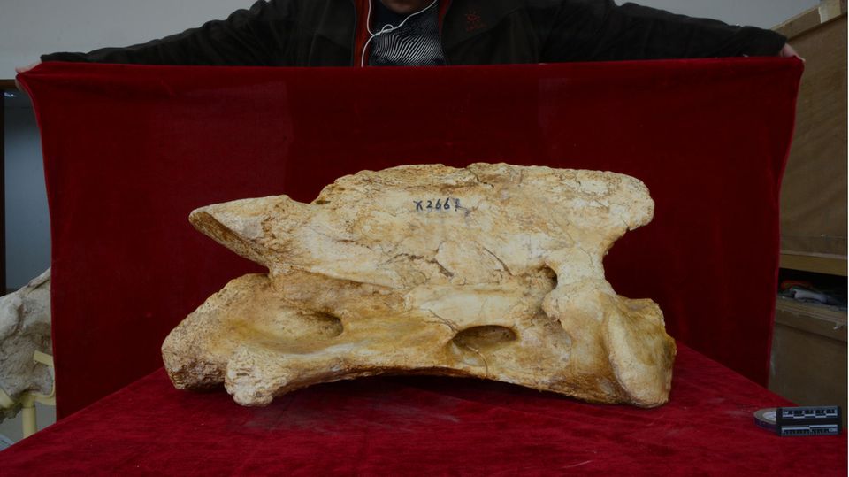 Ein chinesischer Forscher blickt auf die Überreste des Riesennashorns, die im Nordwesten des Landes gefunden wurden
