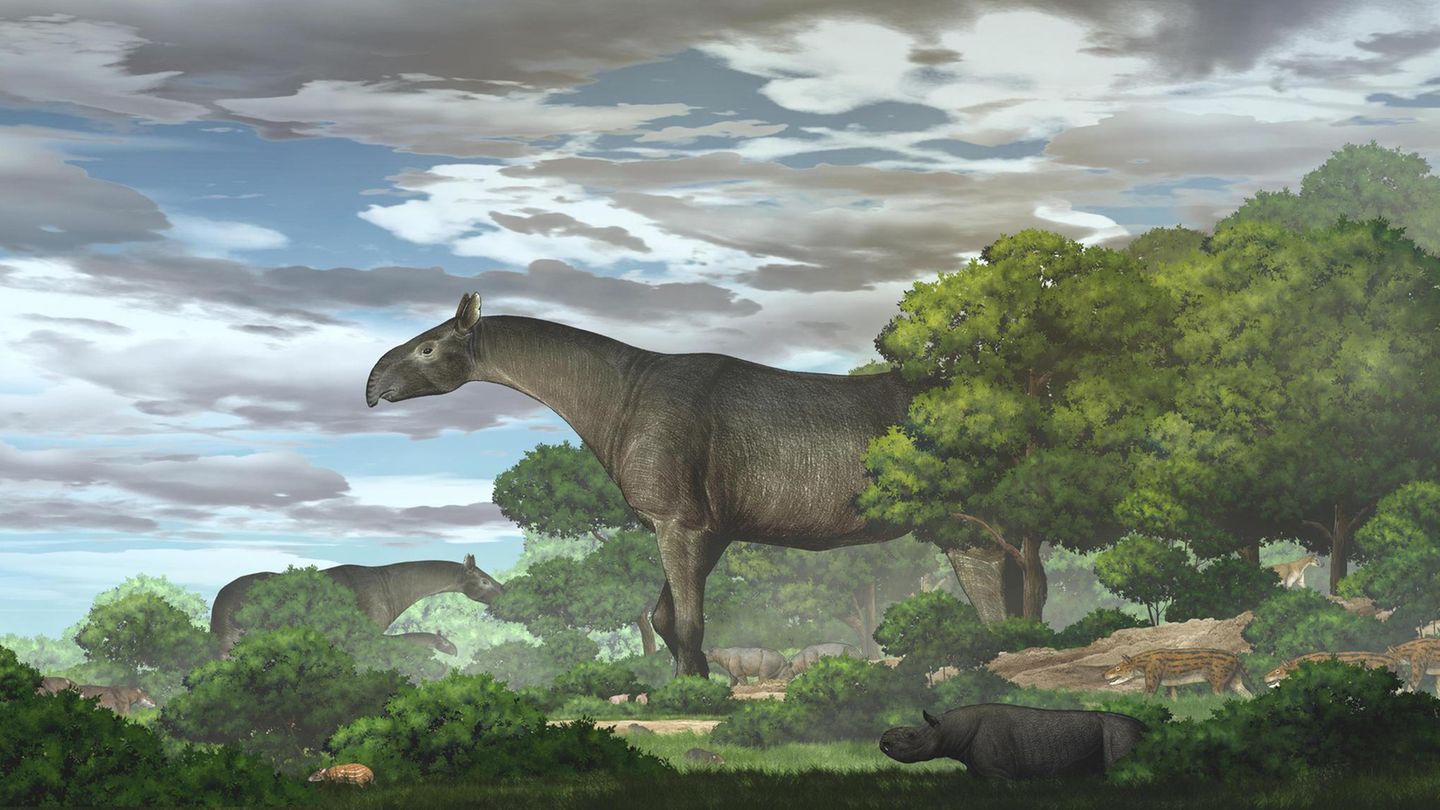 Riesennashorn Paraceratherium linxiaense