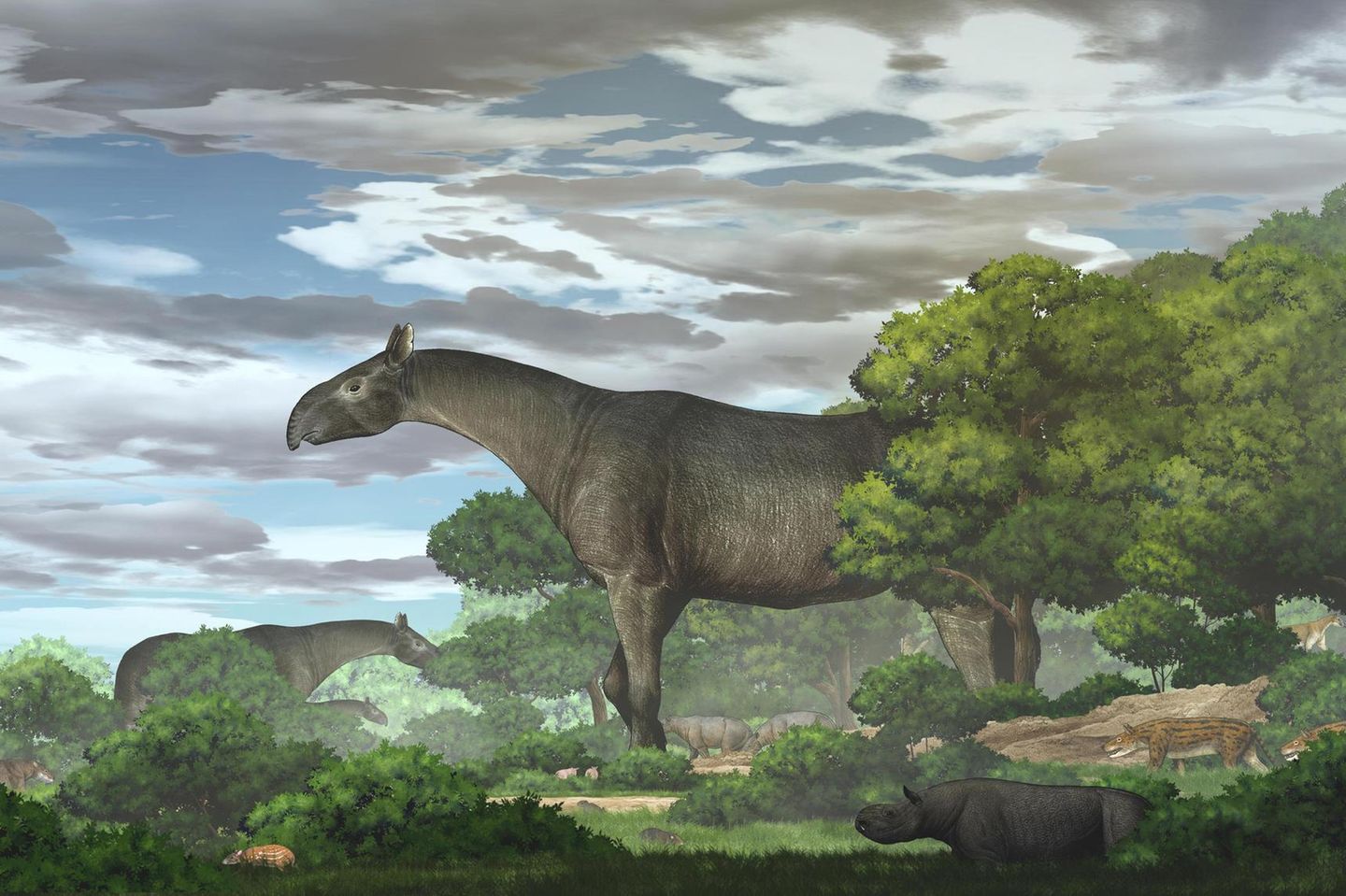 Riesennashorn Paraceratherium linxiaense