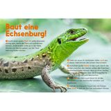 Zauneidechse