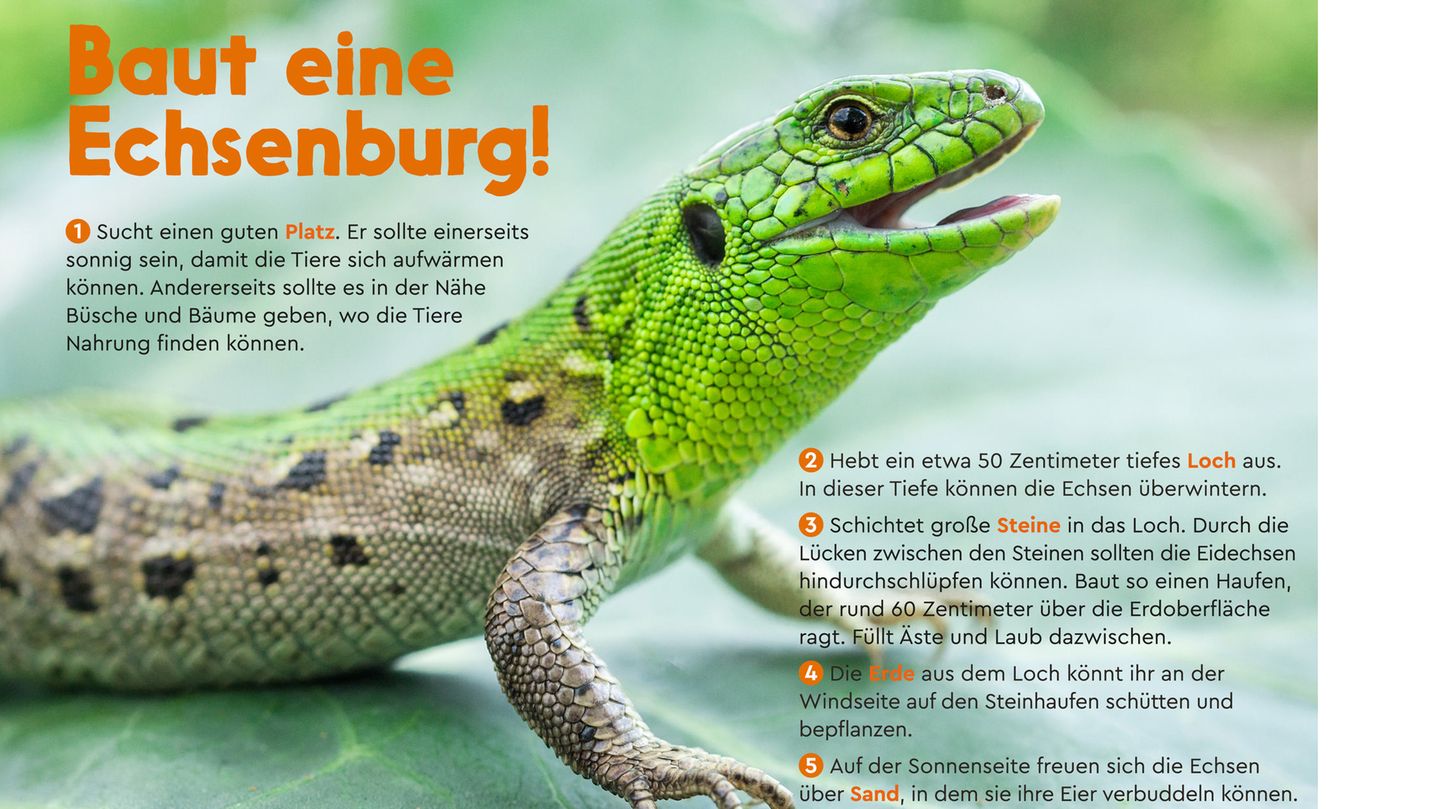 Zauneidechse