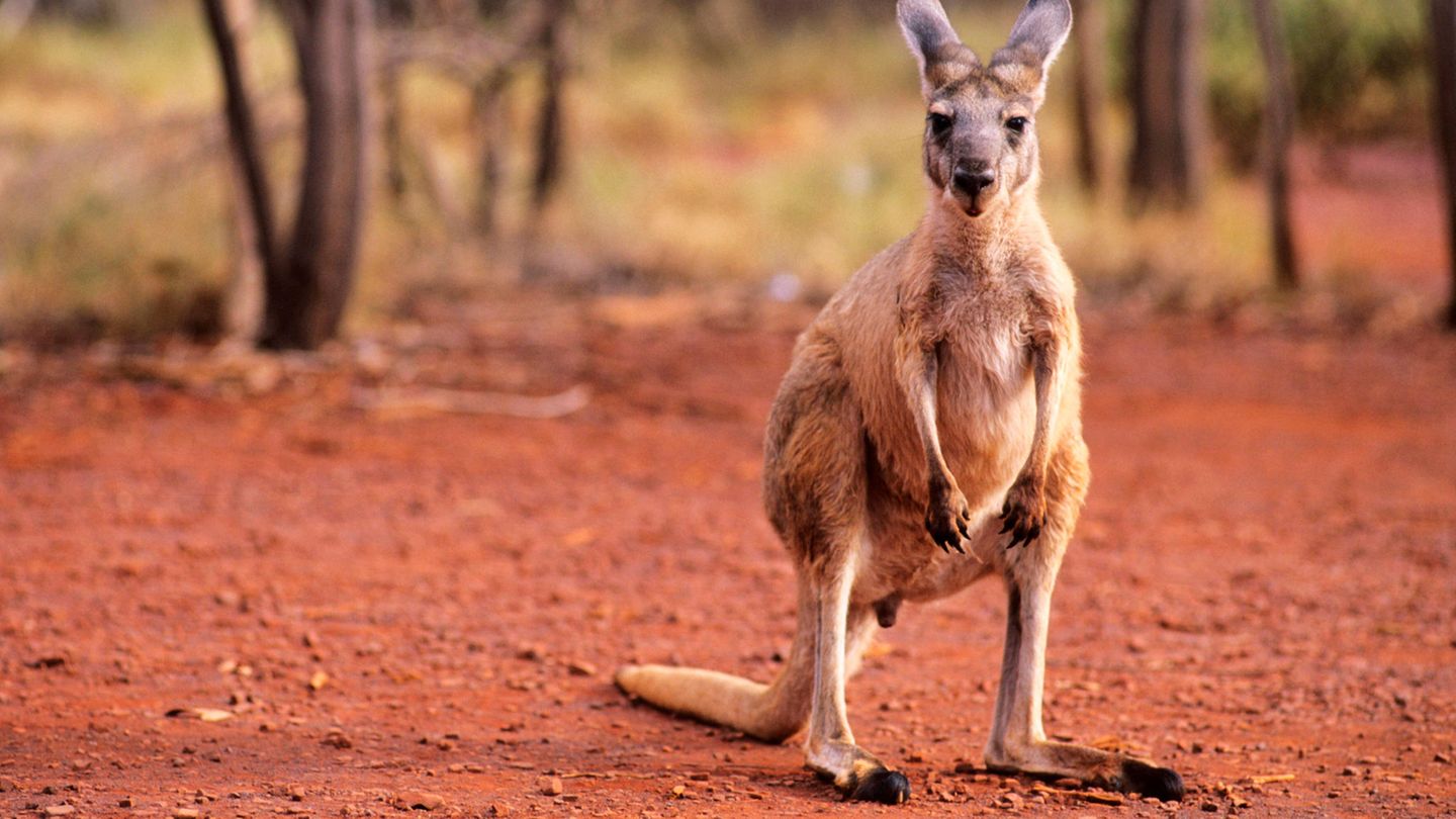 Begegnung mit den Roten Riesenkängurus Känguru im Wald des Karijini Nationalpark