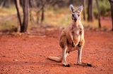 Känguru im Wald des Karijini Nationalpark