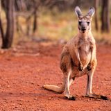 Känguru im Wald des Karijini Nationalpark