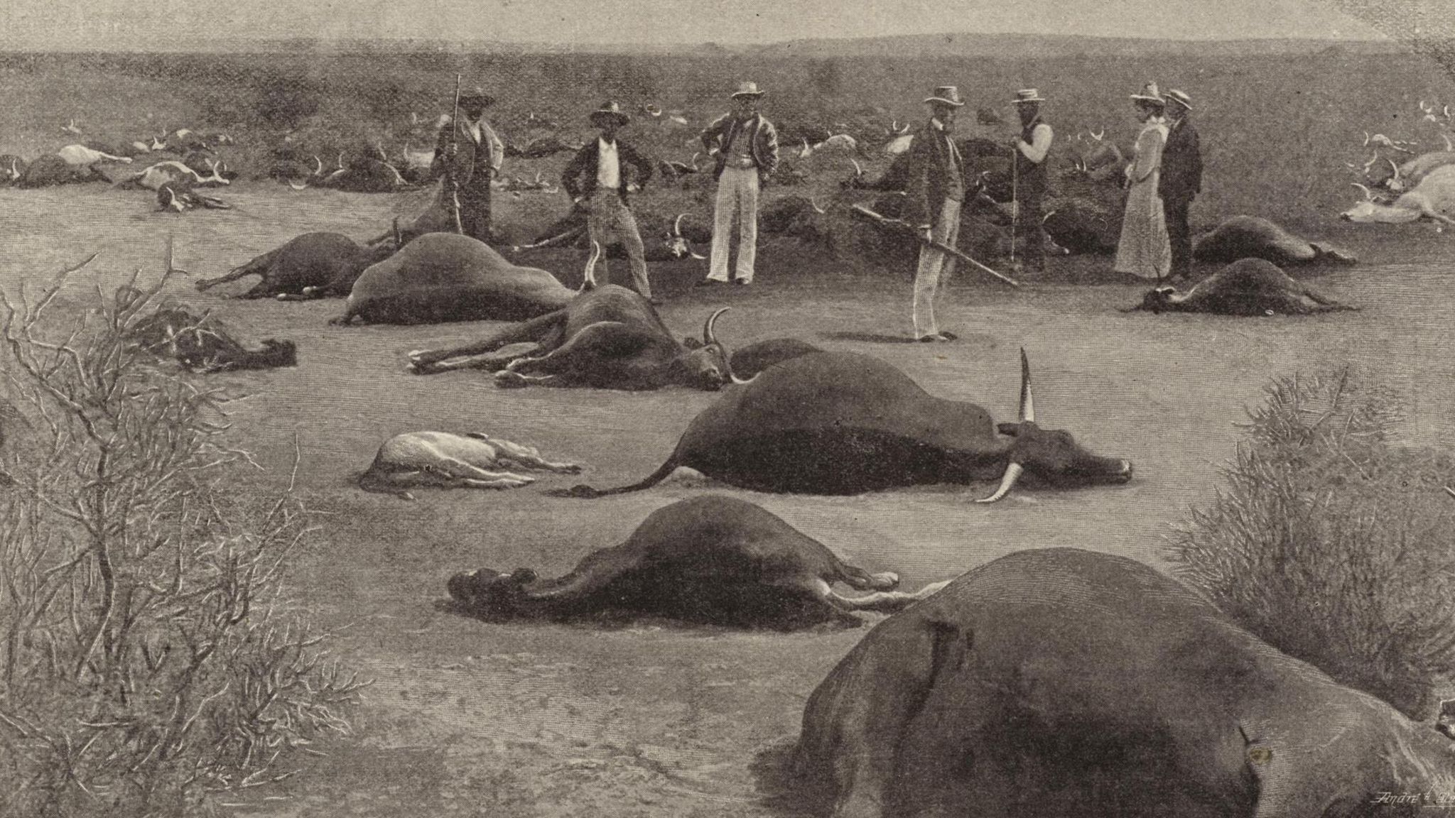 Infizierte Herden wurden erschossen, wie hier um 1900 in Südafrika. Mit drakonischen Maß-nahmen brachten die Kolonialherren viele Einheimische gegen sich auf