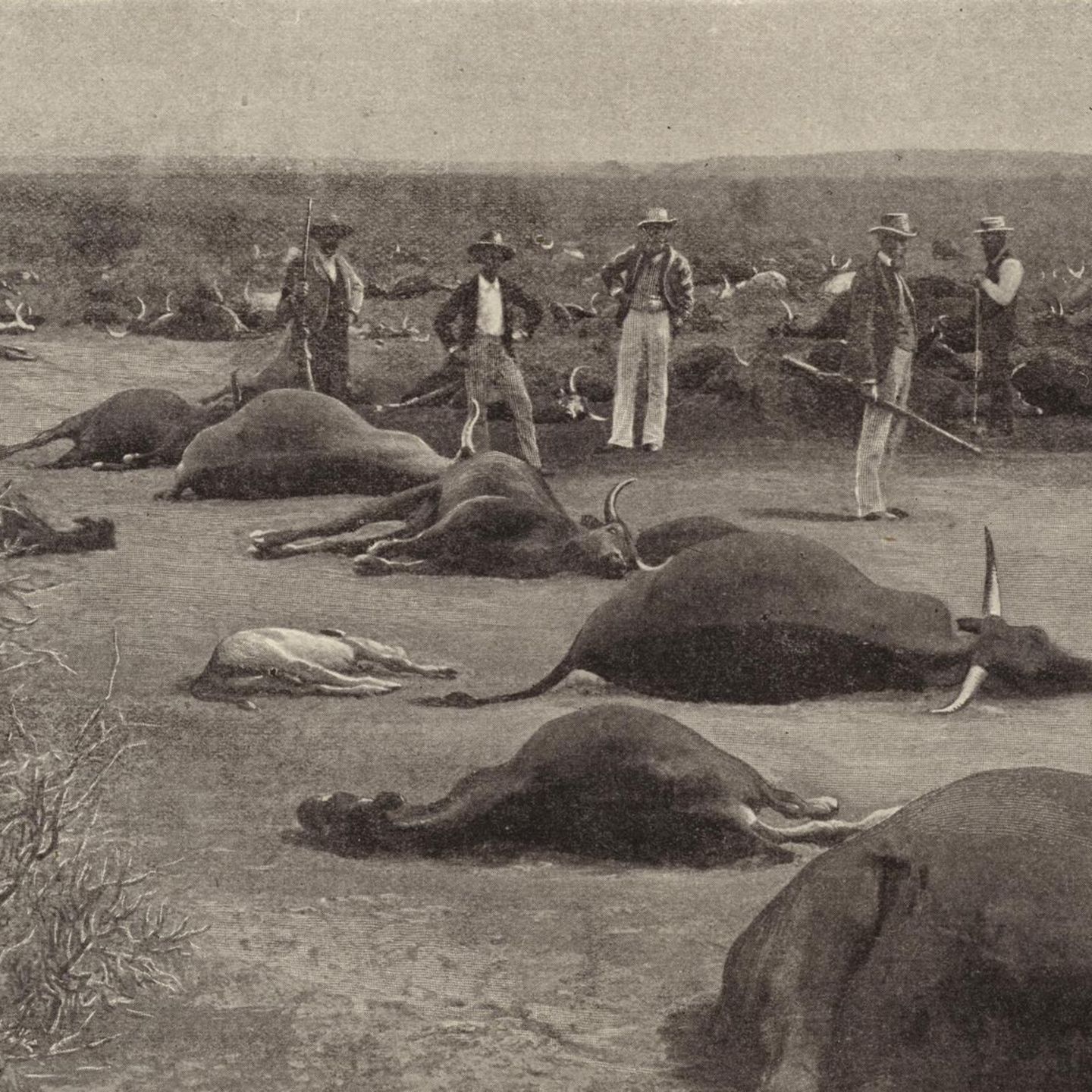 Infizierte Herden wurden erschossen, wie hier um 1900 in Südafrika. Mit drakonischen Maß-nahmen brachten die Kolonialherren viele Einheimische gegen sich auf