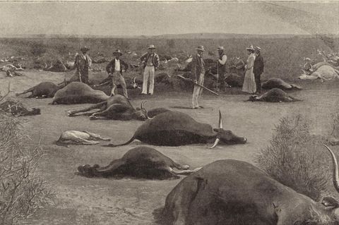 Infizierte Herden wurden erschossen, wie hier um 1900 in Südafrika. Mit drakonischen Maß-nahmen brachten die Kolonialherren viele Einheimische gegen sich auf