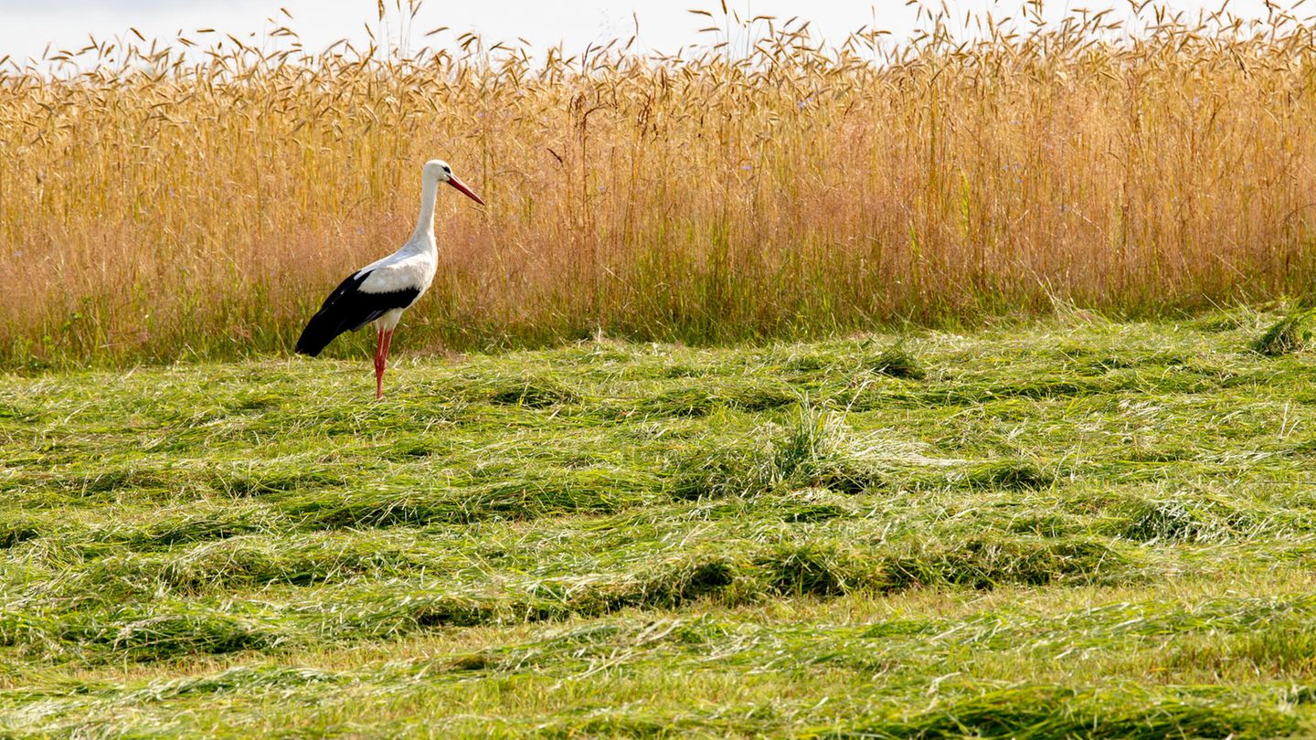 Storch auf einer gemähten Wiese