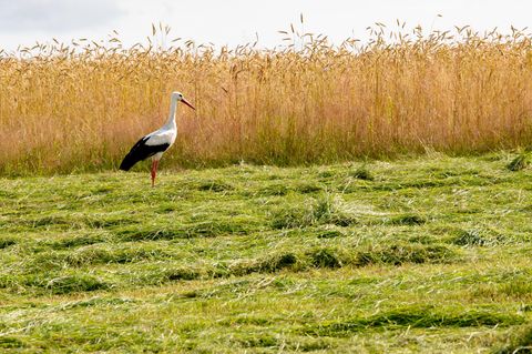 Storch auf einer gemähten Wiese