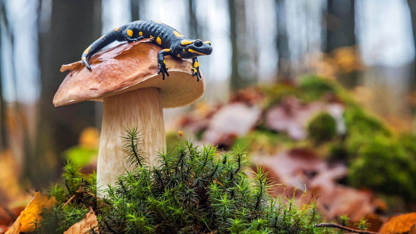 Salamander sitzt auf einem Pilz im Wald