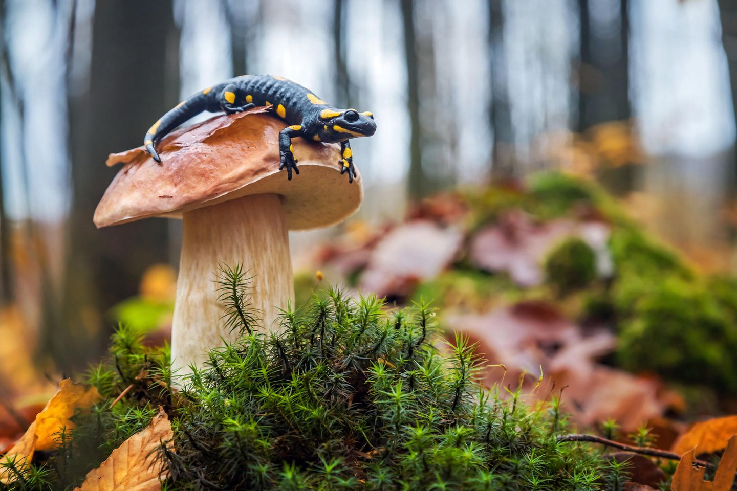 Salamander sitzt auf einem Pilz im Wald