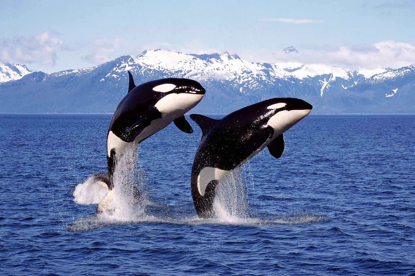 Zwei Orcas springen aus dem Meer hinaus
