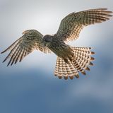 18.06.2021      "Falke auf Jagd. Eine Aufnahme beim Spaziergang."      Kamera: Nikon D500, Nikon AF-S Nikkor 200-500mm f5,6 ED VR  Mehr Fotos von manrich0202