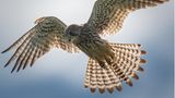 18.06.2021      "Falke auf Jagd. Eine Aufnahme beim Spaziergang."      Kamera: Nikon D500, Nikon AF-S Nikkor 200-500mm f5,6 ED VR  Mehr Fotos von manrich0202