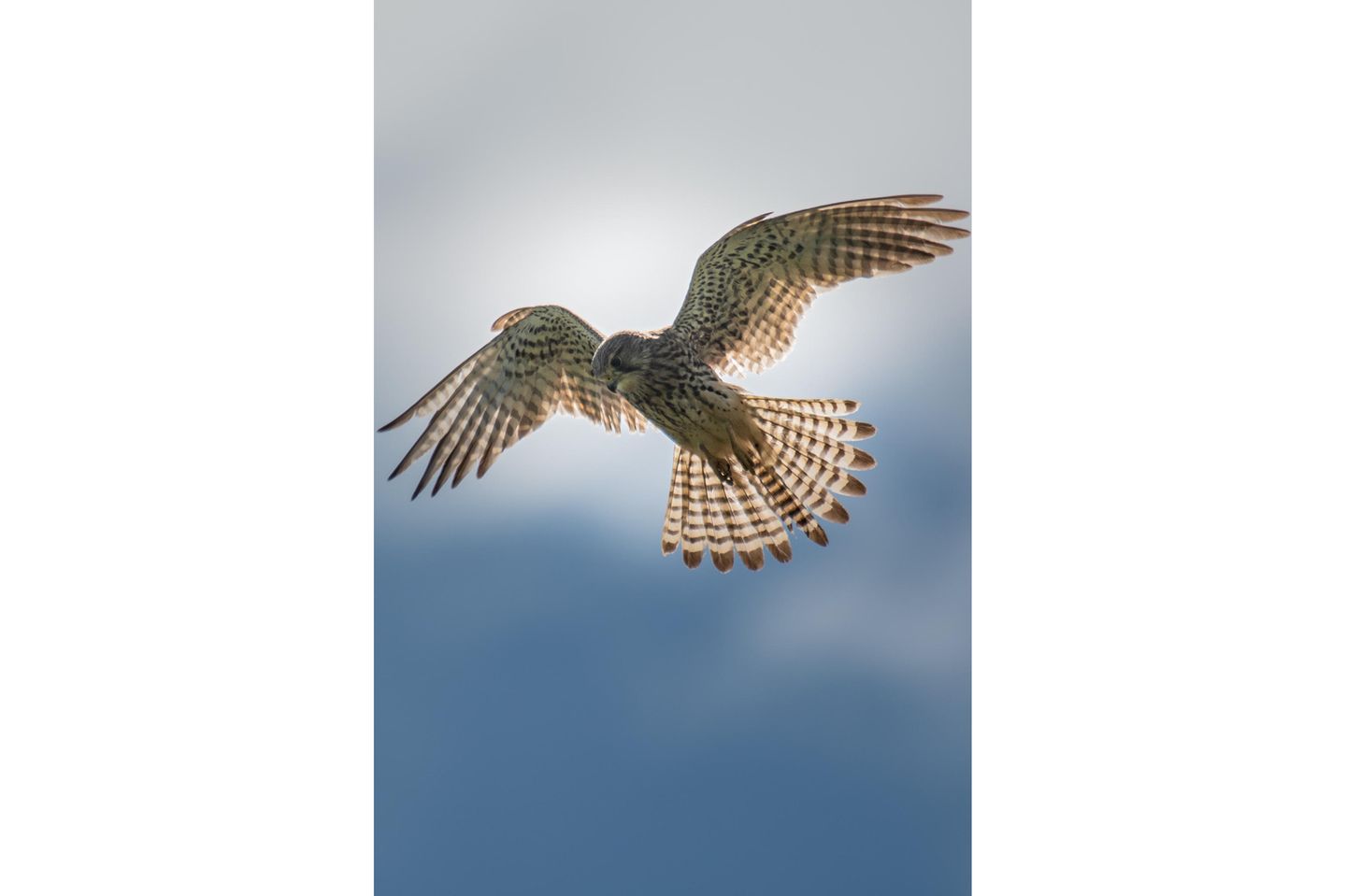 GEO LESERFOTO: 18.06.2021 "Falke auf Jagd. Eine Aufnahme beim Spaziergang." Kamera: Nikon D500, Nikon AF-S Nikkor 200-500mm f5,6 ED VR Mehr Fotos von manrich0202 18.06.2021      "Falke auf Jagd. Eine Aufnahme beim Spaziergang."      Kamera: Nikon D500, Nikon AF-S Nikkor 200-500mm f5,6 ED VR  Mehr Fotos von manrich0202