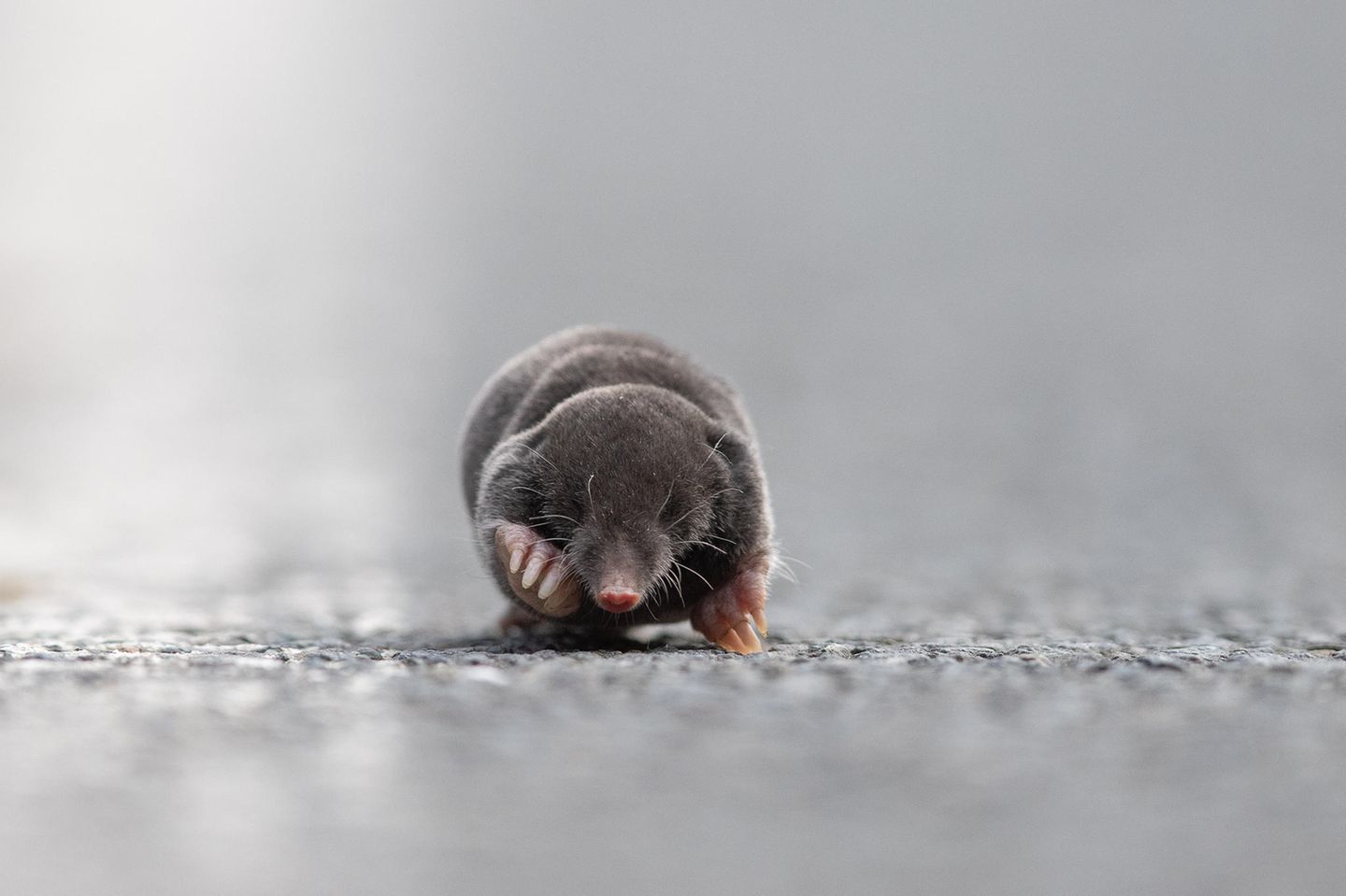 GEO LESERFOTO: 22.06.2021 "Letztes Wochenende konnte ich meinen Augen kaum trauen was wir auf der Straße vor uns sahen. Erst dachten wir, dass es eine Maus ist, die die Straße überqueren wollte, bis wir bemerkten, dass es ein Maulwurf ist. Durch den Bordstein hatte er sich auf die Straße verirrt und fand keinen Weg, wieder auf die Wiese zu gelangen. Da er allerdings immer in der Nähe des Bordsteins lief und wir dessen Ende sahen sprang ich aus dem Auto heraus und positionierte mich am Ende des Bordsteins. So lief der Maulwurf direkt auf mich zu und fand eine neue Wiese zum buddeln. Eine Begegnung, die ich so schnell nicht vergessen werde." Kamera: EOS R5 Canon 600mm 4.0 Mehr Fotos von Anne Lindner 22.06.2021      "Letztes Wochenende konnte ich meinen Augen kaum trauen was wir auf der Straße vor uns sahen. Erst dachten wir, dass es eine Maus ist, die die Straße überqueren wollte, bis wir bemerkten, dass es ein Maulwurf ist. Durch den Bordstein hatte er sich auf die Straße verirrt und fand keinen Weg, wieder auf die Wiese zu gelangen. Da er allerdings immer in der Nähe des Bordsteins lief und wir dessen Ende sahen sprang ich aus dem Auto heraus und positionierte mich am Ende des Bordsteins. So lief der Maulwurf direkt auf mich zu und fand eine neue Wiese zum buddeln. Eine Begegnung, die ich so schnell nicht vergessen werde."      Kamera: EOS R5 Canon 600mm 4.0  Mehr Fotos von Anne Lindner