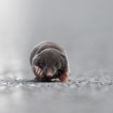 22.06.2021      "Letztes Wochenende konnte ich meinen Augen kaum trauen was wir auf der Straße vor uns sahen. Erst dachten wir, dass es eine Maus ist, die die Straße überqueren wollte, bis wir bemerkten, dass es ein Maulwurf ist. Durch den Bordstein hatte er sich auf die Straße verirrt und fand keinen Weg, wieder auf die Wiese zu gelangen. Da er allerdings immer in der Nähe des Bordsteins lief und wir dessen Ende sahen sprang ich aus dem Auto heraus und positionierte mich am Ende des Bordsteins. So lief der Maulwurf direkt auf mich zu und fand eine neue Wiese zum buddeln. Eine Begegnung, die ich so schnell nicht vergessen werde."      Kamera: EOS R5 Canon 600mm 4.0  Mehr Fotos von Anne Lindner