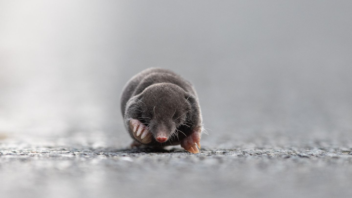 22.06.2021      "Letztes Wochenende konnte ich meinen Augen kaum trauen was wir auf der Straße vor uns sahen. Erst dachten wir, dass es eine Maus ist, die die Straße überqueren wollte, bis wir bemerkten, dass es ein Maulwurf ist. Durch den Bordstein hatte er sich auf die Straße verirrt und fand keinen Weg, wieder auf die Wiese zu gelangen. Da er allerdings immer in der Nähe des Bordsteins lief und wir dessen Ende sahen sprang ich aus dem Auto heraus und positionierte mich am Ende des Bordsteins. So lief der Maulwurf direkt auf mich zu und fand eine neue Wiese zum buddeln. Eine Begegnung, die ich so schnell nicht vergessen werde."      Kamera: EOS R5 Canon 600mm 4.0  Mehr Fotos von Anne Lindner