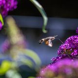 21.06.2021      "Hier konnte ich das flinke Taubenschwänzchen erhaschen, wie es im Schwirrflug mit seinem langen Saugrüssel am Sommerflieder frischen Nektar tankt."      Kamera: Canon EOS 7D Mark II Objektiv: Sigma 105mm f/2.8 ISO 100, Belichtung 1/1.250s