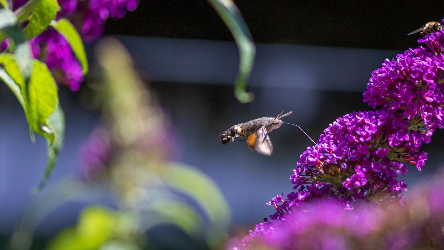 21.06.2021      "Hier konnte ich das flinke Taubenschwänzchen erhaschen, wie es im Schwirrflug mit seinem langen Saugrüssel am Sommerflieder frischen Nektar tankt."      Kamera: Canon EOS 7D Mark II Objektiv: Sigma 105mm f/2.8 ISO 100, Belichtung 1/1.250s