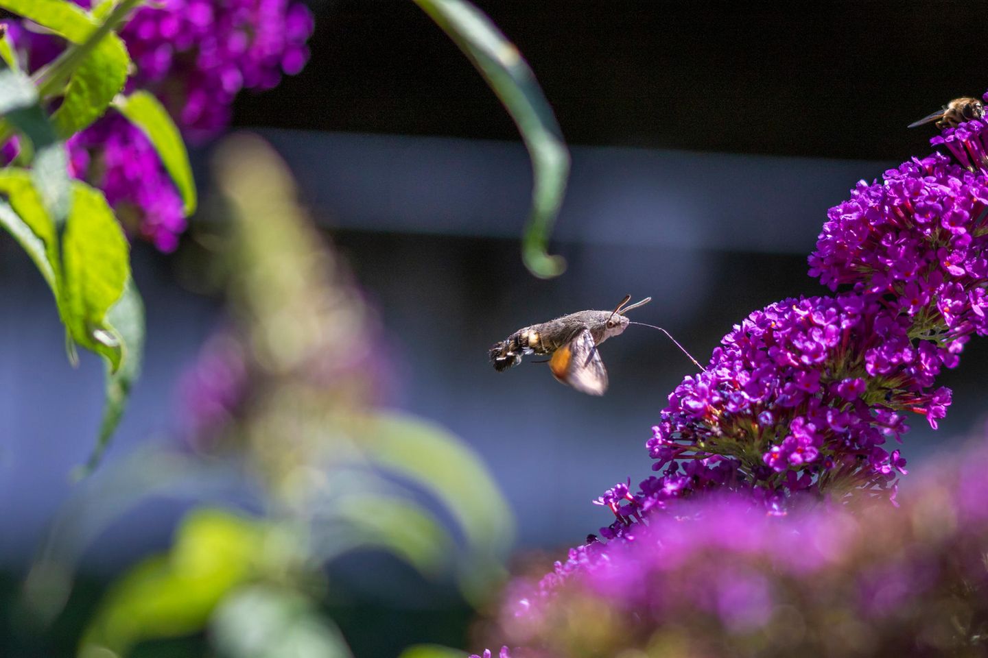 21.06.2021      "Hier konnte ich das flinke Taubenschwänzchen erhaschen, wie es im Schwirrflug mit seinem langen Saugrüssel am Sommerflieder frischen Nektar tankt."      Kamera: Canon EOS 7D Mark II Objektiv: Sigma 105mm f/2.8 ISO 100, Belichtung 1/1.250s