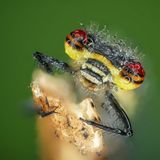 16.06.2021      "Wer Artenreichtum sucht wird vor allem bei den Insekten fündig. Diese gibt es in den unterschiedlichsten Größen, Formen und Farben. Der Kopf dieser Kleinlibelle ist nicht viel größer als ein Stecknadelkopf- noch starr von der kalten Nacht und mit Tautropfen besetzt lassen sich diese am frühen Morgen besonders gut ablichten und zeigen unter starker Vergrößerung ihr farbenfrohes Auftreten."      Kamera: Sony A7ii, Makro Zwischenringe, Canon 60mm Macro, Raynox 150 und Macro Ringlicht Dazu ein Stativ und ein Makroschlitten.  Mehr Fotos von Ben Brzink