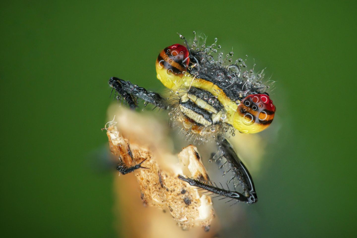 GEO LESERFOTO: 16.06.2021 "Wer Artenreichtum sucht wird vor allem bei den Insekten fündig. Diese gibt es in den unterschiedlichsten Größen, Formen und Farben. Der Kopf dieser Kleinlibelle ist nicht viel größer als ein Stecknadelkopf- noch starr von der kalten Nacht und mit Tautropfen besetzt lassen sich diese am frühen Morgen besonders gut ablichten und zeigen unter starker Vergrößerung ihr farbenfrohes Auftreten." Kamera: Sony A7ii, Makro Zwischenringe, Canon 60mm Macro, Raynox 150 und Macro Ringlicht Dazu ein Stativ und ein Makroschlitten. Mehr Fotos von Ben Brzink 16.06.2021      "Wer Artenreichtum sucht wird vor allem bei den Insekten fündig. Diese gibt es in den unterschiedlichsten Größen, Formen und Farben. Der Kopf dieser Kleinlibelle ist nicht viel größer als ein Stecknadelkopf- noch starr von der kalten Nacht und mit Tautropfen besetzt lassen sich diese am frühen Morgen besonders gut ablichten und zeigen unter starker Vergrößerung ihr farbenfrohes Auftreten."      Kamera: Sony A7ii, Makro Zwischenringe, Canon 60mm Macro, Raynox 150 und Macro Ringlicht Dazu ein Stativ und ein Makroschlitten.  Mehr Fotos von Ben Brzink
