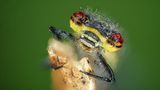 16.06.2021      "Wer Artenreichtum sucht wird vor allem bei den Insekten fündig. Diese gibt es in den unterschiedlichsten Größen, Formen und Farben. Der Kopf dieser Kleinlibelle ist nicht viel größer als ein Stecknadelkopf- noch starr von der kalten Nacht und mit Tautropfen besetzt lassen sich diese am frühen Morgen besonders gut ablichten und zeigen unter starker Vergrößerung ihr farbenfrohes Auftreten."      Kamera: Sony A7ii, Makro Zwischenringe, Canon 60mm Macro, Raynox 150 und Macro Ringlicht Dazu ein Stativ und ein Makroschlitten.  Mehr Fotos von Ben Brzink