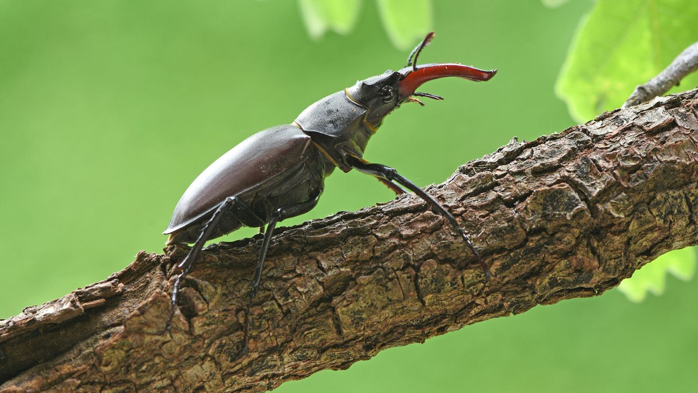 17.06.2021      "Selten geworden ist der Hirschkäfer - umso mehr habe ich mich gefreut, ihn zu entdecken."      Kamera: Nikon D 7200 + Sigma Macro 105 mm  Mehr Fotos von GUGIGEI