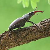 17.06.2021      "Selten geworden ist der Hirschkäfer - umso mehr habe ich mich gefreut, ihn zu entdecken."      Kamera: Nikon D 7200 + Sigma Macro 105 mm  Mehr Fotos von GUGIGEI