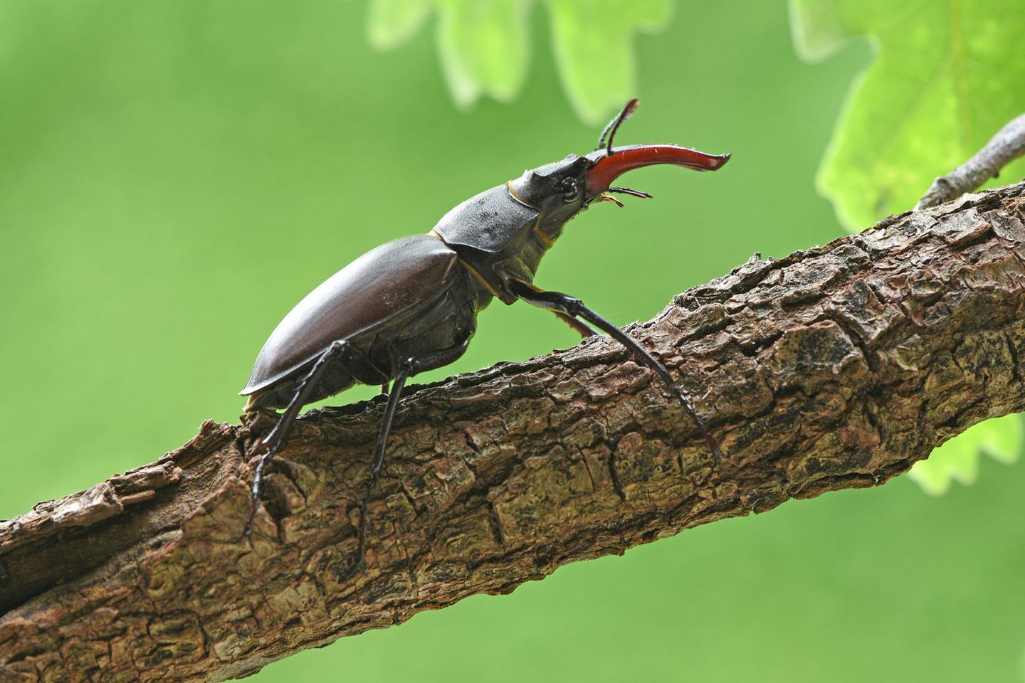 17.06.2021      "Selten geworden ist der Hirschkäfer - umso mehr habe ich mich gefreut, ihn zu entdecken."      Kamera: Nikon D 7200 + Sigma Macro 105 mm  Mehr Fotos von GUGIGEI
