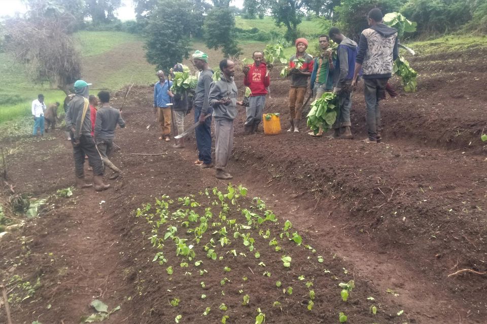 Äthiopien: Mitglieder des PFM-Gebietes Shomba Sheka legen eine Baumschule an. Hier wachsen inzwischen 6.000 Setzlinge der heimischen Arten Bersama absinica, Cordia africana, Ficus sur und Militia ferruginea Mitglieder des PFM-Gebietes Shomba Sheka legen eine Baumschule an. Hier wachsen inzwischen 6.000 Setzlinge der heimischen Arten Bersama absinica, Cordia africana, Ficus sur und Militia ferruginea