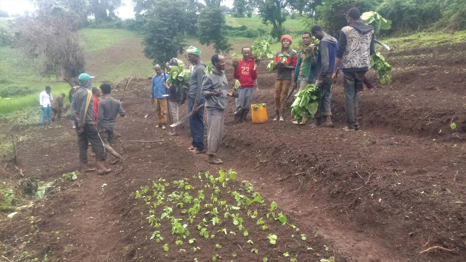 Äthiopien: Mitglieder des PFM-Gebietes Shomba Sheka legen eine Baumschule an. Hier wachsen inzwischen 6.000 Setzlinge der heimischen Arten Bersama absinica, Cordia africana, Ficus sur und Militia ferruginea Mitglieder des PFM-Gebietes Shomba Sheka legen eine Baumschule an. Hier wachsen inzwischen 6.000 Setzlinge der heimischen Arten Bersama absinica, Cordia africana, Ficus sur und Militia ferruginea