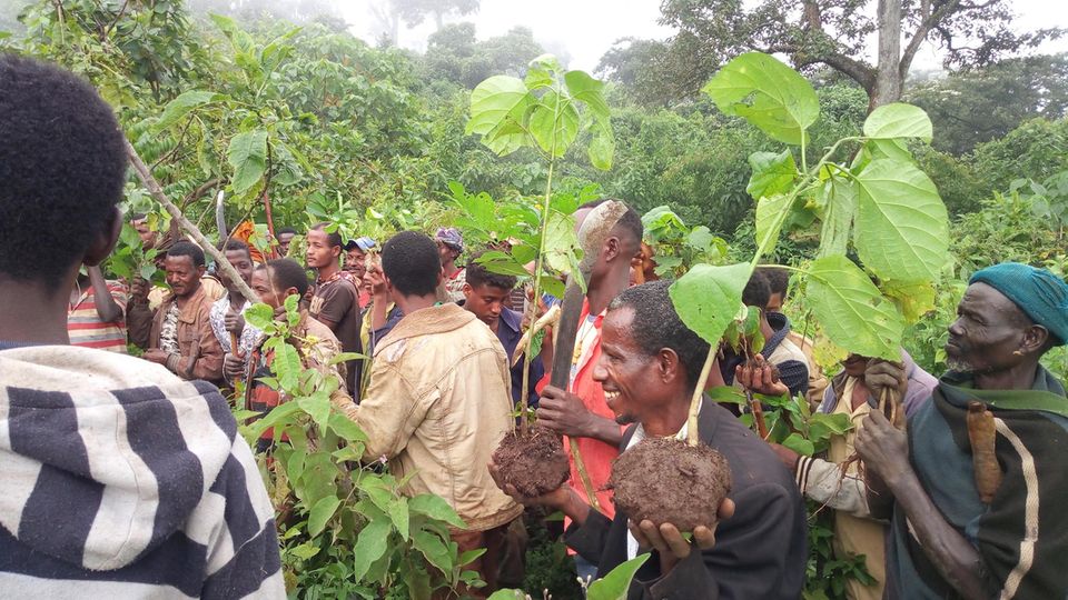 Äthiopien: Anwohner des PFM-Gebietes Yiga Girawa packen bei der Aufforstung „ihres“ Waldes mit an. Sie pflanzen 3.550 Setzlinge, knapp zwei Drittel davon Cordia africana, ein schnell wachsende heimische Art, die sich gut als Schattenbaum eignet Anwohner des PFM-Gebietes Yiga Girawa packen bei der Aufforstung „ihres“ Waldes mit an. Sie pflanzen 3.550 Setzlinge, knapp zwei Drittel davon Cordia africana, ein schnell wachsende heimische Art, die sich gut als Schattenbaum eignet