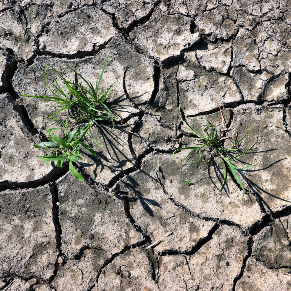Klimawandel: Wer bekommt Wasser, wenn es in Deutschland knapp wird?