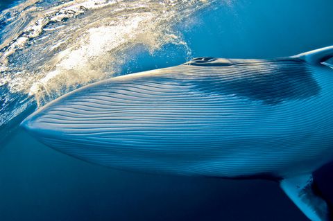 Norwegen: Umstrittenes Wal-Experiment: „Das kann für beide Seiten tödlich enden“