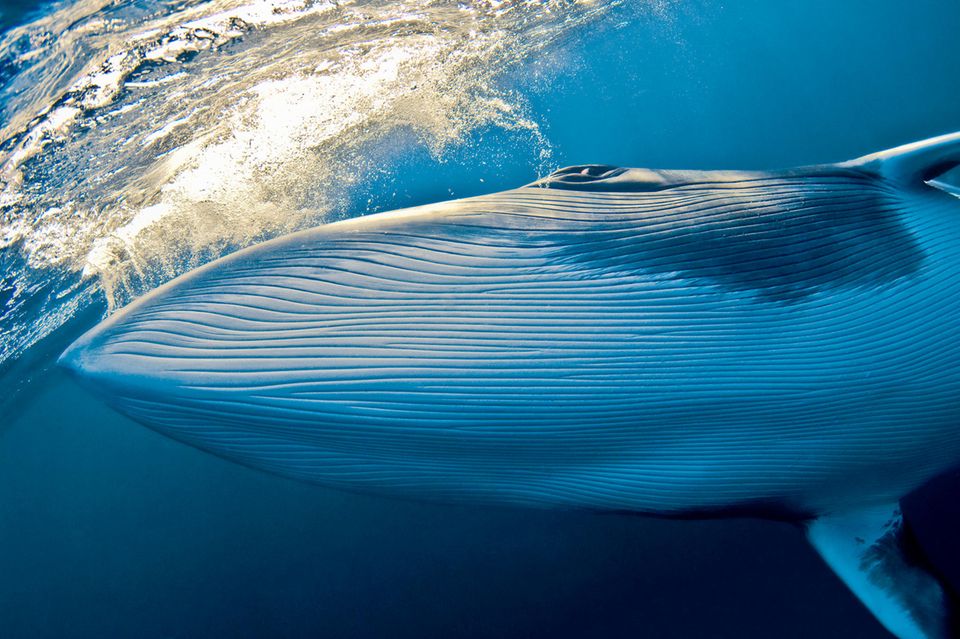 Norway: A controversial whale experiment: 