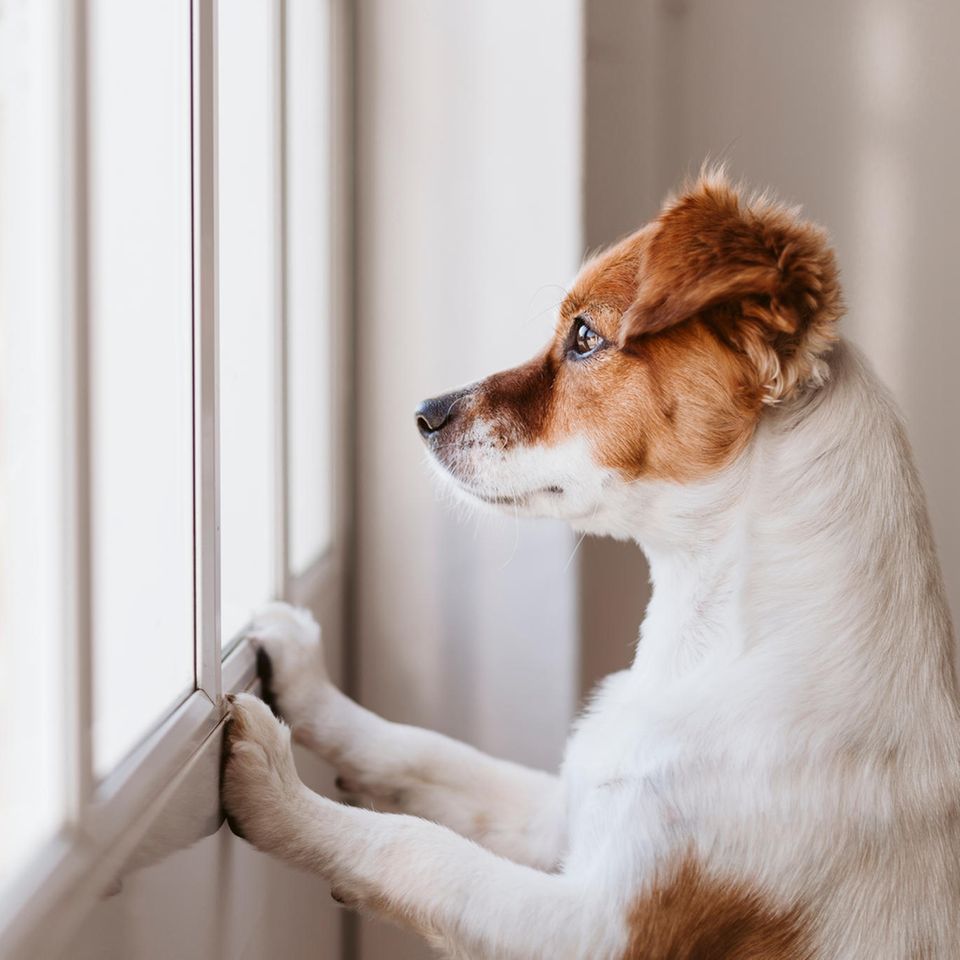 Hund guckt aus dem Fenster