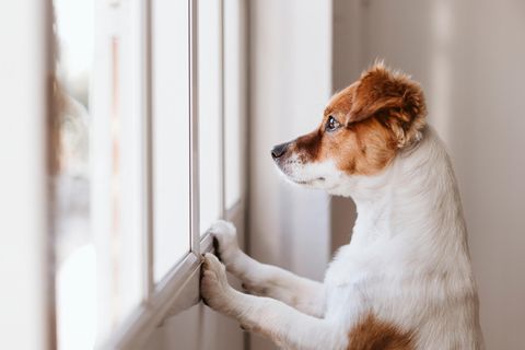 Hund guckt aus dem Fenster