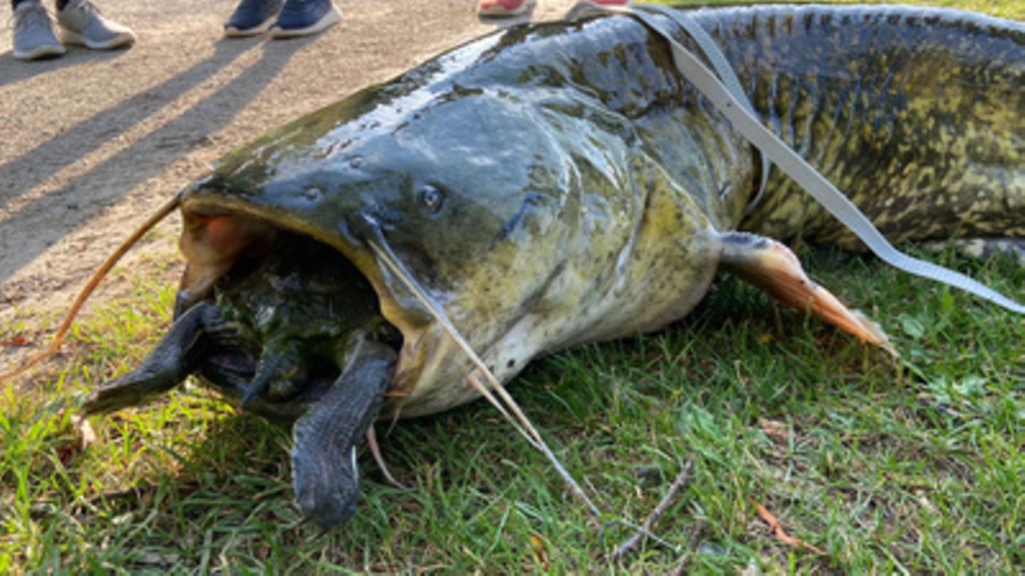 Wels verschluckt eine Schildkröte – Angler ziehen ihn an Land Wels verschluckt eine Schildkröte – Angler ziehen ihn an Land