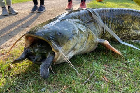 Wels verschluckt eine Schildkröte – Angler ziehen ihn an Land