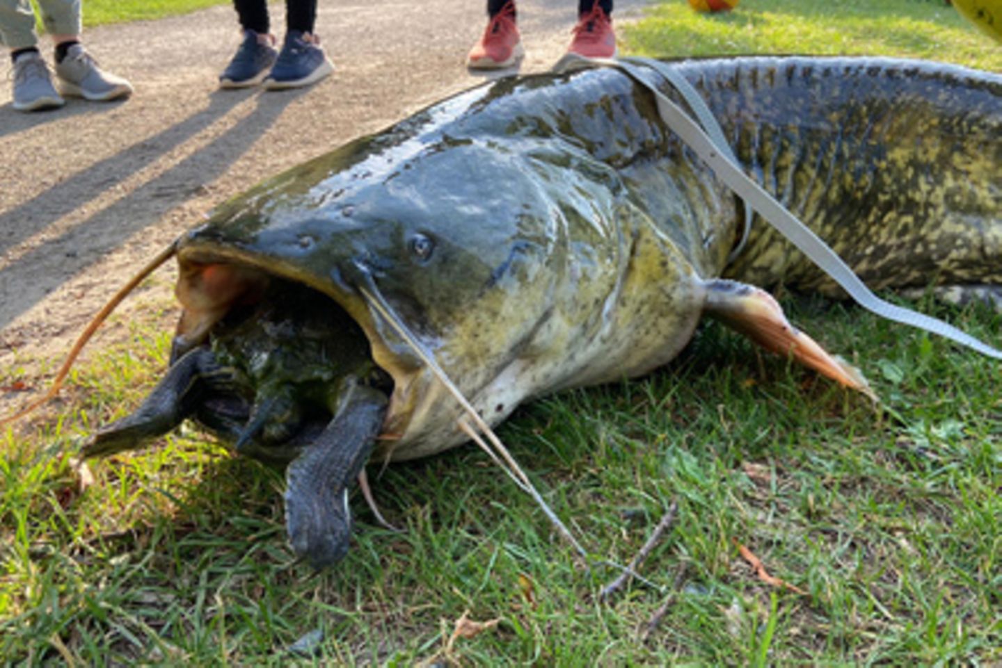 Wels verschluckt eine Schildkröte – Angler ziehen ihn an Land