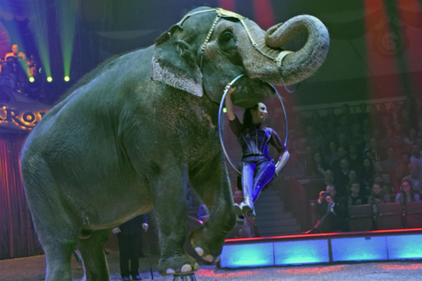 Elefant führt eine Nummer im Zirkus auf