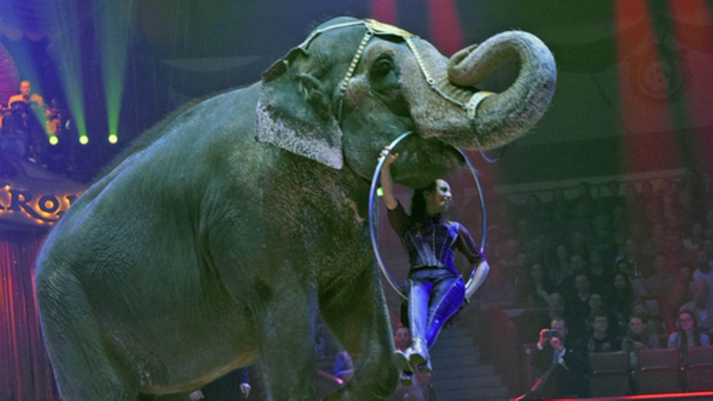 Elefant führt eine Nummer im Zirkus auf