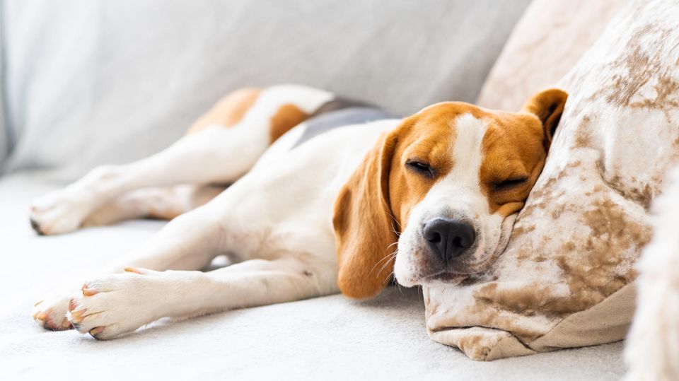 Müder Hund schläft auf dem Sofa Müder Hund schläft auf dem Sofa