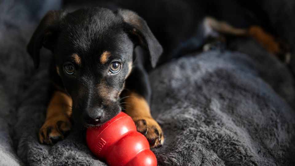 Hund mit rotem Kong Hund mit rotem Kong