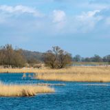 Überschwemmte Polderwiesen im Nationalpark Unteres Odertal, wo der Mensch durchaus in die Natur eingreift