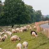 Auf dem Oderdeich nahe Criewen in der Uckermark grasen Schafe