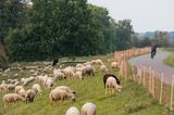 Auf dem Oderdeich nahe Criewen in der Uckermark grasen Schafe